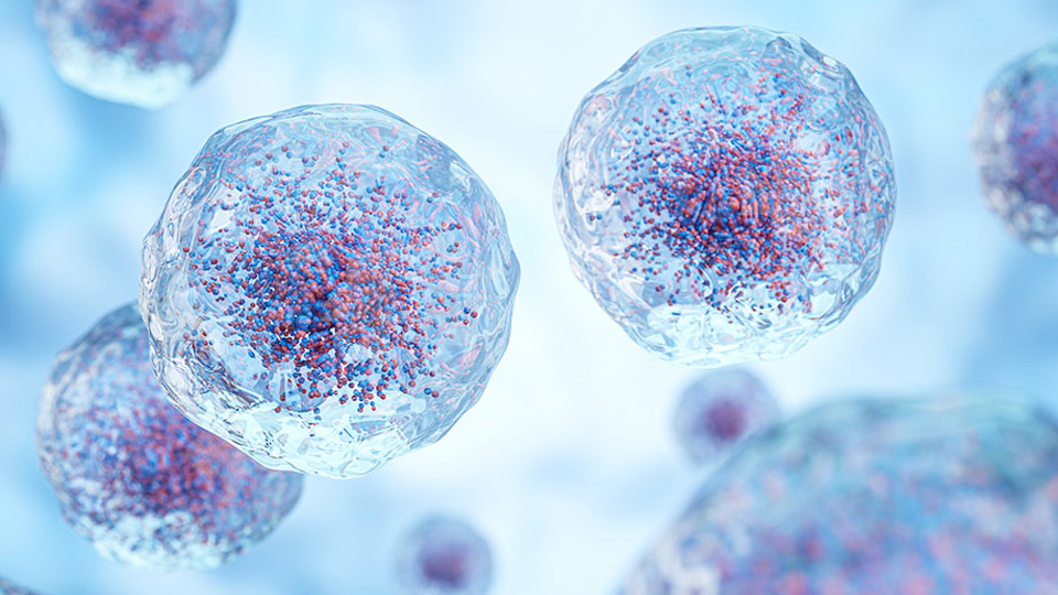 Illustration of transparent white blood cells with detailed internal structures floating in a pale blue background, representing advanced biomanufacturing processes used to study, engineer, and produce immune‑based therapies.