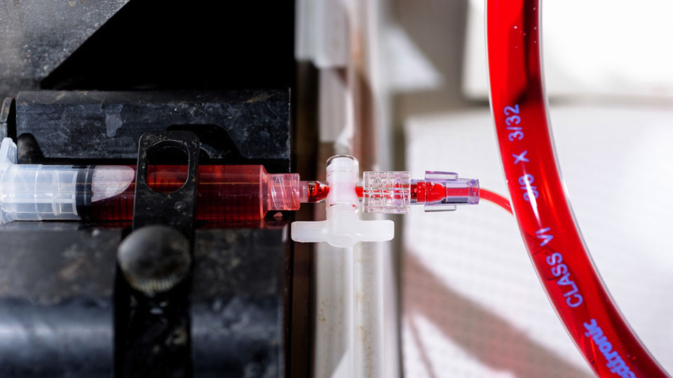 A close-up of red laboratory tubing connected to a plastic fitting with fluid visible inside, part of a scientific or medical equipment setup.